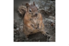 Chipmonk - Robyn Faris (Commended - Open B Grade - 24 Sep 2020 PDI)