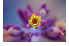 Coronet - Hayleigh Beach (Highly Commended - Open B Grade - 24 Sep 2020 PDI)