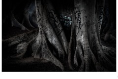 Dumbass - Bob Warfield (Highly Commended - Set Subj B Grade - 24 Sep 2020 PDI)