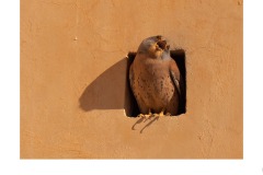 Hungry - Nicole Andrews (Commended - Open A Grade - 24 Sep 2020 PDI)