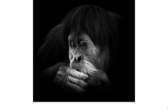 Pensive - Nicole Andrews (Highly Commended - Set Subj A Grade - 24 Sep 2020 PDI)