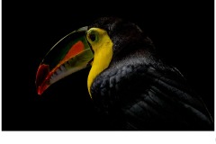Toucan - Annette Donald (Commended - Set Subj A Grade - 24 Sep 2020 PDI)