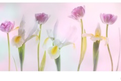 White Iris and Tulips - Lesley Bretherton (Best - Open A Grade - 24 Sep 2020 PDI)