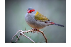 finch - Kyffin Lewis (Highly Commended - Open A Grade - 24 Sep 2020 PDI)