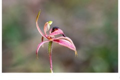 red-lipped orchid - Paul Wright (Commended - Open B Grade - 24 Sep 2020 PDI)