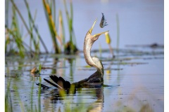 Darter-catching-dinner-Kyffin-Lewis-Highly-Commended-Open-A-Grade-PDI-25-Aug-2022