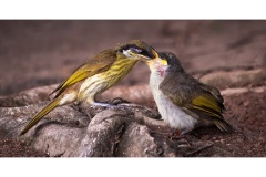 Feeding-Time-Nicole-Andrews-Commended-Open-A-Grade-PDI-25-Aug-2022