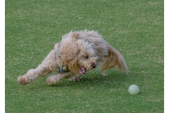 My-ball-Graeme-Diggle-Commended-Open-A-Grade-PDI-25-Aug-2022