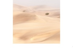 Dune Tree - Tuck Leong (Highly Commended - Open A Grade - 25 Feb 2021 PDI)