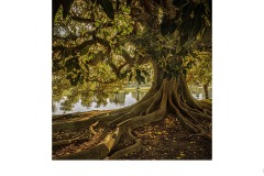 Morton Bay Fig - Susan Rocco (Commended - Open A Grade - 25 Feb 2021 PDI)