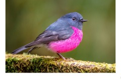 Pink Robin - Ruth Woodrow (Commended - Open A Grade - 25 Feb 2021 PDI)