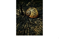 Sleeping Snail. - James Mexias (Best - Set Subj A Grade - 25 Feb 2021 PDI)