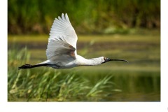 Spoonbill at Werribee - Graeme Diggle (Commended - Open A Grade - 25 Feb 2021 PDI)