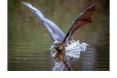 bat in river - Kyffin Lewis (Best - Open A Grade - 25 Feb 2021 PDI)