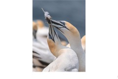 Feather Tussle - Tuck Leong (Commended - Open A Grade - 25 Jun 2020 PDI)