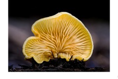 Fungi Study - Nicole Andrews (Commended - Open A Grade - 25 Jun 2020 PDI)
