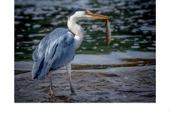 Heron feeding - Kyffin Lewis (Commended - Set Subj A Grade - 25 Jun 2020 PDI)