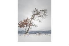 Lone Tree Lake Kushiro - Lesley Bretherton (Commended - Open A Grade - 25 Jun 2020 PDI)