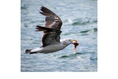 Lunch, Williamstown - Adrian Fisher (Highly Commended - Set Subj B Grade - 25 Jun 2020 PDI)