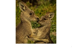 Mother's Love - Susan Rocco (Commended - Open B Grade - 25 Jun 2020 PDI)