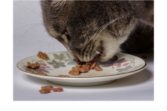 Nearly Gone - Ian Bock (Commended - Set Subj A Grade - 25 Jun 2020 PDI)