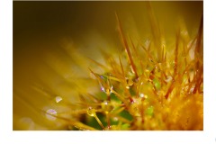 Rain and Spikes - Ian Bock (Commended - Open A Grade - 25 Mar 2021 PDI)