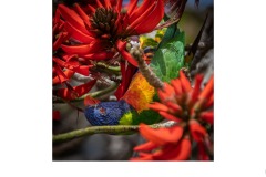 Summer - Luis De Pieri (Commended - Open B Grade - 25 Mar 2021 PDI)