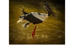 The Dance - Susan Rocco (Highly Commended - Set Subj A Grade - 25 Mar 2021 PDI)