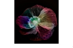 Painted Poppy - Alan Donald (Commended - Open A Grade - 26 Aug 2021 PDI)