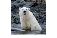 What are you looking at? - Gary Richardson (Commended - Open A Grade - 26 Aug 2021 PDI)