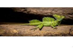 Plumed Basilisk - Annette Donald (Commended - Open A Grade - 26 Mar 2020 PDI)