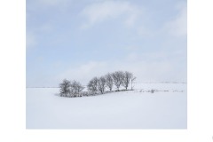 Eleven Trees with Soft Clouds - Lesley Bretherton (Best - Open A Grade - 26 Mar 2020 PDI)