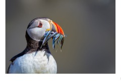 Atlantic Puffin No.2 - Ruth Woodrow (Commended - Open A Grade - 27 Aug 2020 PDI)