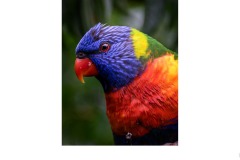 Backyard - Luis De Pieri (Commended - Set Subj B Grade - 27 Aug 2020 PDI)