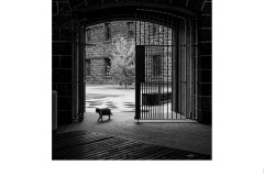 Casual - Mark Devaraj (Highly Commended - Open A Grade - 27 Aug 2020 PDI)