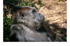 Love the sun - Paul Fraser (Commended - Open B Grade - 27 Aug 2020 PDI)