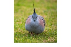 The Approach - Nicole Andrews (Commended - Set Subj A Grade - 27 Aug 2020 PDI)