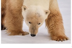 What are you? - Gary Richardson (Commended - Open A Grade - 27 Aug 2020 PDI)