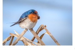 welcome swallow - Kyffin Lewis (Best - Open A Grade - 27 Aug 2020 PDI)