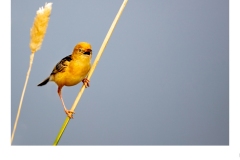 Golden-headed Cisticola - Ruth Woodrow (Commended - Open A Grade - Feb 2020 PDI)