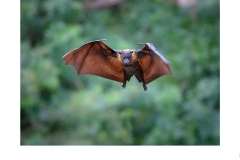 Flying Fox - Kyffin Lewis (Highly Commended - Open A Grade - Feb 2020 PDI)