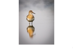 Sharp-tailed Sandpiper - Paul Dodd (Commended - Open A Grade - Feb 2020 PDI)