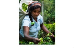 Tea Picker - Sri Lanka - Brendan Boag (Best - Set Subj B Grade - Feb 2020 PDI)