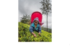 Tea Plucker Nuwara Eliya - lesley bretherton (Highly Commended - Set Subj A Grade - Feb 2020 PDI)