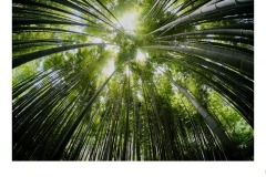 Bamboo! - Matt Smith (Commended - Set Subj A Grade - 27 May 2021 PDI)