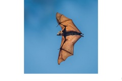 Bat at Yarra Bend - Graeme Diggle (Commended - Set Subj A Grade - 27 May 2021 PDI)