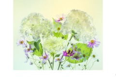 Hydrangea and Cosmos - Lesley Bretherton (Commended - Open A Grade - 27 May 2021 PDI)