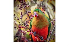 King Parrot - Susan Rocco (Highly Commended - Open A Grade - 27 May 2021 PDI)