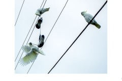 The supervisor - Andrew Greig (Highly Commended - Set Subj B Grade - 27 May 2021 PDI)