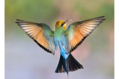 Bee-Eater-in-flight-Kyffin-Lewis-Highly-Commended-Open-A-Grade-PDI-27-Oct-2022